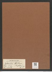 Bellerochea malleus (Brightw.) V.H. (de-Toni-Nr.: Genus 143, Species 4086) Zeichnungen Sammlung Grunow Mappe 04099 (Herbarium_W_Grunow_drawings_Folder_04099)
